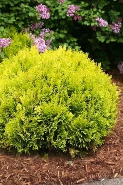 Anna's Magic Ball Arborvitae (Thuja) - 3 Gallon Pot -Shrub Plant Shop thuja annas magic ball arborvitae 4