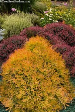 Fire Chief Arborvitae - 2 Gallon Pot 9 Fire Chief Arborvitae - 2 Gallon Pot -Shrub Plant Shop thuja fire chief arborvitae 103