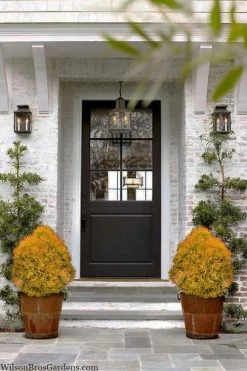 Fire Chief Arborvitae - 2 Gallon Pot 10 Fire Chief Arborvitae - 2 Gallon Pot -Shrub Plant Shop thuja fire chief arborvitae 104