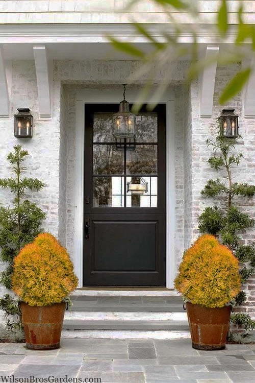 Fire Chief Arborvitae - 2 Gallon Pot 5 Fire Chief Arborvitae - 2 Gallon Pot - Image 5