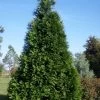 Green Giant Arborvitae - 3 Gallon Pot