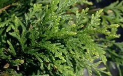 Green Giant Arborvitae - 3 Gallon Pot -Shrub Plant Shop thuja green giant arborvitae 102