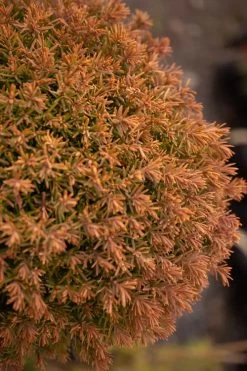 Sienna Sunset Arborvitae Topiary Tree - 3 Gallon Pot -Shrub Plant Shop thuja occidentalis anniek sienna sunset arborvitae tree 2