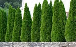 Emerald Green Arborvitae - 7 Gallon Pot (4-5') 11 Emerald Green Arborvitae - 7 Gallon Pot (4-5') -Shrub Plant Shop thuja occidentalis emerald green arborvitae 102
