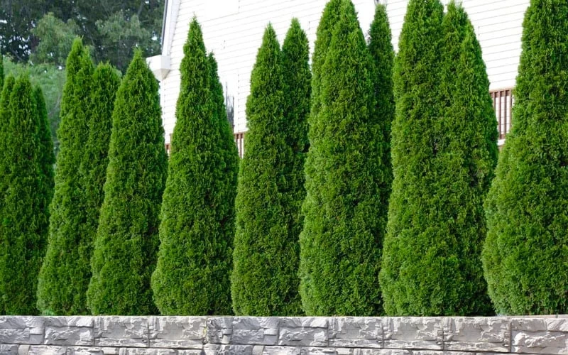 Emerald Green Arborvitae - 7 Gallon Pot (4-5') 5 Emerald Green Arborvitae - 7 Gallon Pot (4-5') - Image 5
