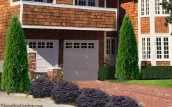 Emerald Green Arborvitae - 7 Gallon Pot (4-5') 10 Emerald Green Arborvitae - 7 Gallon Pot (4-5') -Shrub Plant Shop thuja occidentalis emerald green arborvitae 106