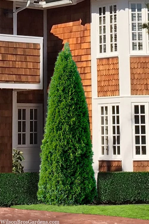 Emerald Green Arborvitae - 7 Gallon Pot (4-5') 1 Emerald Green Arborvitae - 7 Gallon Pot (4-5')