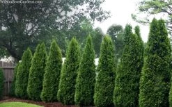 Emerald Green Arborvitae - 7 Gallon Pot (4-5') 12 Emerald Green Arborvitae - 7 Gallon Pot (4-5') -Shrub Plant Shop thuja occidentalis emerald green arborvitae 109