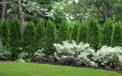 Emerald Green Arborvitae - 7 Gallon Pot (4-5') 13 Emerald Green Arborvitae - 7 Gallon Pot (4-5') -Shrub Plant Shop thuja occidentalis emerald green arborvitae 110