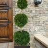 Emerald Green Arborvitae Poodle Tier Topiary (3 Ball) - 5 Gallon Pot