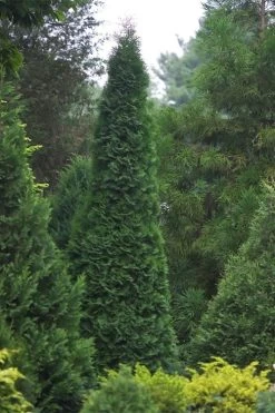 North Pole Arborvitae (Thuja) - 2 Gallon Pot -Shrub Plant Shop thuja occidentalis north pole arborvitae 1