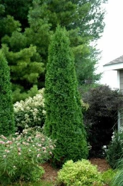 North Pole Arborvitae (Thuja) - 2 Gallon Pot -Shrub Plant Shop thuja occidentalis north pole arborvitae 2