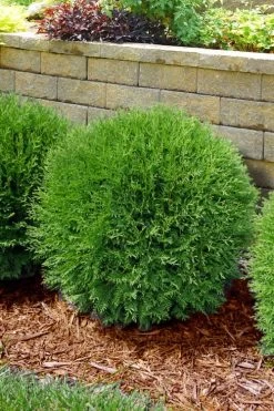Planet Earth Arborvitae - 3 Gallon Pot -Shrub Plant Shop thuja occidentalis planet earth arborvitae 4