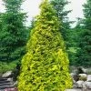 Sunshine Arborvitae (Thuja) - 1 Gallon Pot