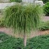 Whipcord Arborvitae (Single Trunk Topiary Tree) - 2 Gallon Pot
