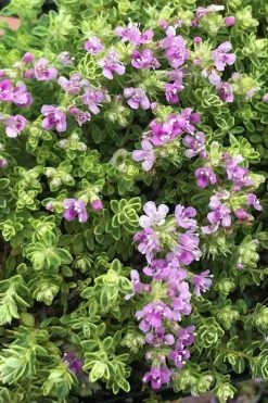 Highland Cream Creeping Thyme - 5 Pack Of Quart Pots -Shrub Plant Shop thyme highland cream 500x750 1
