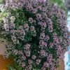 Doone Valley Thyme - 6 Pack Of Pink Pots