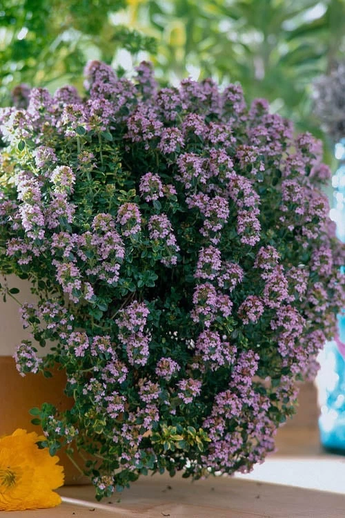 Doone Valley Thyme - 6 Pack Of Pink Pots 1 Doone Valley Thyme - 6 Pack Of Pink Pots