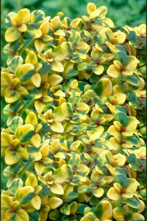 Doone Valley Thyme - 6 Pack Of Pink Pots 4 Doone Valley Thyme - 6 Pack Of Pink Pots - Image 4