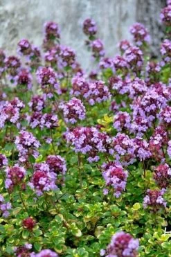 Doone Valley Thyme - 6 Pack Of Pink Pots 10 Doone Valley Thyme - 6 Pack Of Pink Pots -Shrub Plant Shop thymus citriodorus doone valley 3