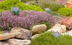 Spicy Orange Thyme - 6 Pack Of Pint Pots -Shrub Plant Shop thymus citriodorus golden lemon thyme 5