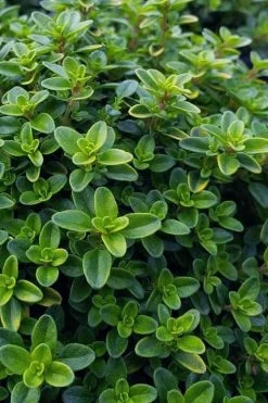 Lemon Creeping Thyme - 5 Pack Of Quart Pots -Shrub Plant Shop thymus citrriodorus lemon thyme 1