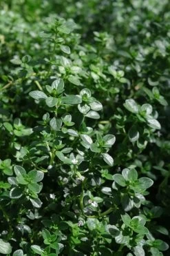 Lemon Creeping Thyme - 6 Pack Of Pint Pots -Shrub Plant Shop thymus citrriodorus lemon thyme 2 1