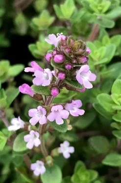Lemon Creeping Thyme - 6 Pack Of Pint Pots -Shrub Plant Shop thymus citrriodorus lemon thyme 5 1
