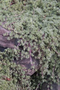 Woolly Creeping Thyme (Thymus Lanuginosis) - 5 Pack Of Pint Pots -Shrub Plant Shop thymus lanuginosis wooly thyme 11