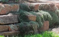 Woolly Creeping Thyme (Thymus Lanuginosis) - 6 Pack Of Pint Pots -Shrub Plant Shop thymus lanuginosis wooly thyme 4 1