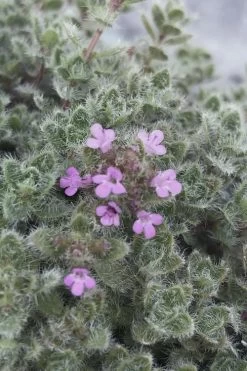 Woolly Creeping Thyme (Thymus Lanuginosis) - 5 Pack Of Pint Pots -Shrub Plant Shop thymus lanuginosis wooly thyme 5
