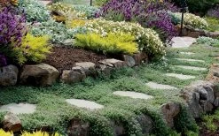 Woolly Creeping Thyme (Thymus Lanuginosis) - 6 Pack Of Pint Pots -Shrub Plant Shop thymus lanuginosis wooly thyme 6 1