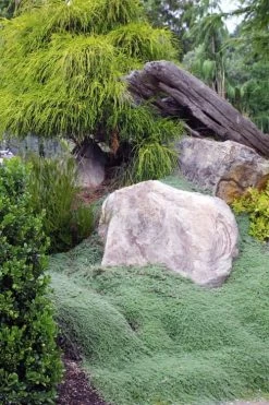 Woolly Creeping Thyme (Thymus Lanuginosis) - 5 Pack Of Pint Pots -Shrub Plant Shop thymus lanuginosis wooly thyme 8