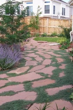 Woolly Creeping Thyme (Thymus Lanuginosis) - 5 Pack Of Pint Pots -Shrub Plant Shop thymus lanuginosis wooly thyme 9