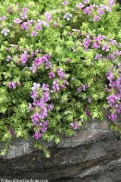 Highland Cream Creeping Thyme - 5 Pack Of Quart Pots -Shrub Plant Shop thymus praecox highland creeping thyme 1