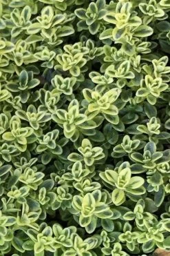 Highland Cream Creeping Thyme - 5 Pack Of Quart Pots -Shrub Plant Shop thymus praecox highland creeping thyme 4