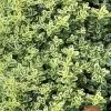 Highland Cream Creeping Thyme - 5 Pack Of Quart Pots