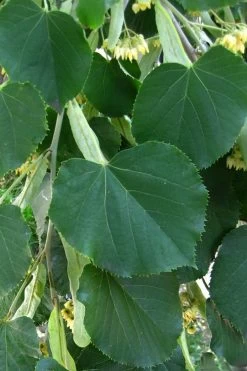 American Basswood Tree (Tilia Americana) - 3 Gallon Pot 9 American Basswood Tree (Tilia Americana) - 3 Gallon Pot -Shrub Plant Shop tilia americana basswood tree 1