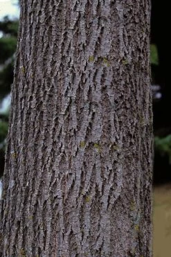 American Basswood Tree (Tilia Americana) - 3 Gallon Pot 11 American Basswood Tree (Tilia Americana) - 3 Gallon Pot -Shrub Plant Shop tilia americana basswood tree 3