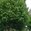 American Basswood Tree (Tilia Americana) - 3 Gallon Pot