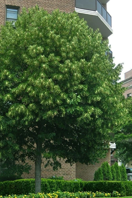 American Basswood Tree (Tilia Americana) - 3 Gallon Pot 1 American Basswood Tree (Tilia Americana) - 3 Gallon Pot