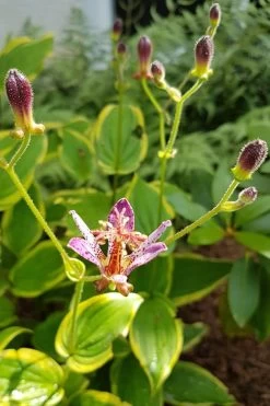 Samurai Toad Lily (Tricyrtis Formosana) - 5 Pack Of Quart Pots -Shrub Plant Shop toad lily samurai 500x750 1