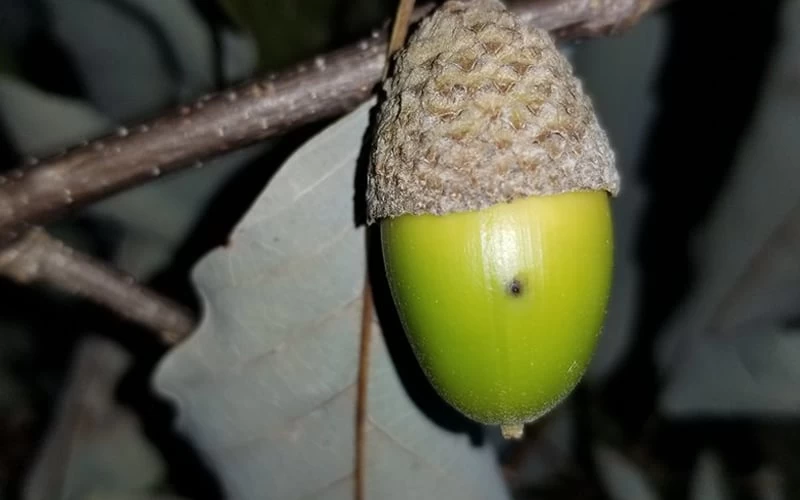 Chestnut Oak Tree (Quercus Prinus) - 3 Pack Of 1.5 Quart Pots 7 Chestnut Oak Tree (Quercus Prinus) - 3 Pack Of 1.5 Quart Pots - Image 7