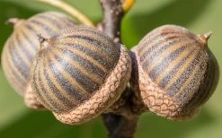 Pin Oak Tree (Quercus Palustris) - 3 Gallon Pot -Shrub Plant Shop tree oak pin 3 800x500 2