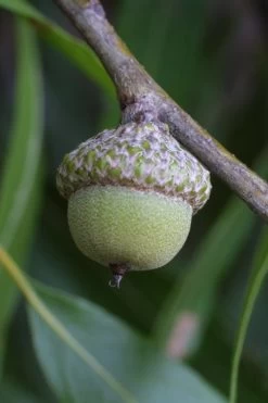 Willow Oak Tree (Quercus Phellos) - 1 Gallon Pot -Shrub Plant Shop tree oak willow 5 500x750 1