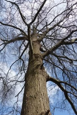 Willow Oak Tree (Quercus Phellos) - 3 Pack Of 1.5 Quart Pots -Shrub Plant Shop tree oak willow 500x750 3