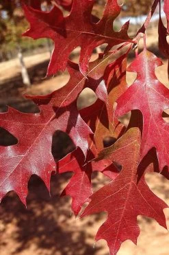 Nuttall Oak Tree (Quercus Nuttallii) - 1 Gallon Pot -Shrub Plant Shop tree oaknutall 5 500x750 1
