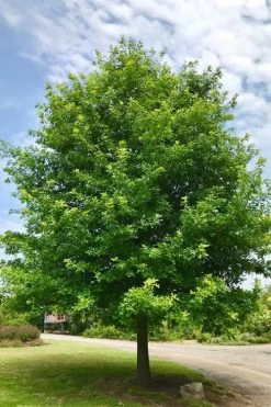 Nuttall Oak Tree (Quercus Nuttallii) - 1 Gallon Pot -Shrub Plant Shop tree oaknutall 500x750 1