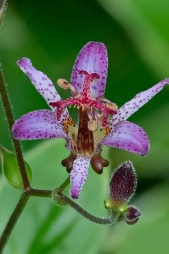 Samurai Toad Lily (Tricyrtis Formosana) - 5 Pack Of Quart Pots -Shrub Plant Shop tricyrtis formosana samurai toad lily 1