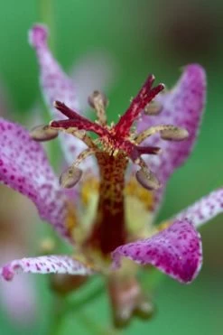 Samurai Toad Lily (Tricyrtis Formosana) - 5 Pack Of Quart Pots